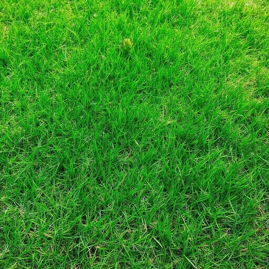 A Green Grass Carpet Landscape