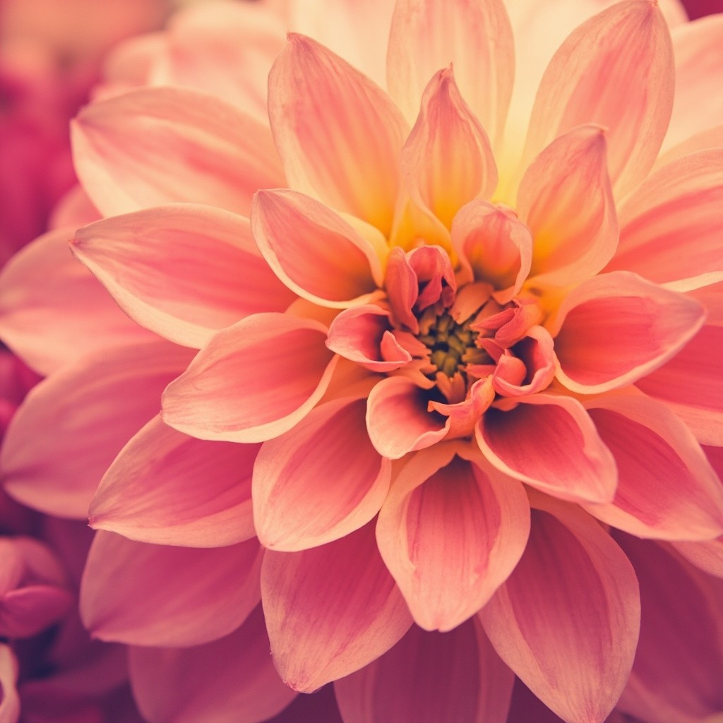 A High-Resolution Seamless Pattern of Soft Focus Flowers