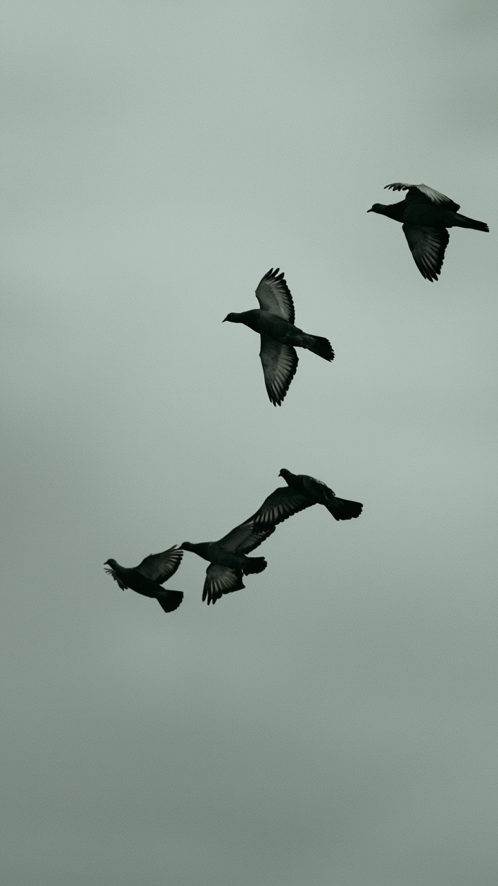 A Pigeon Delivering a Letter