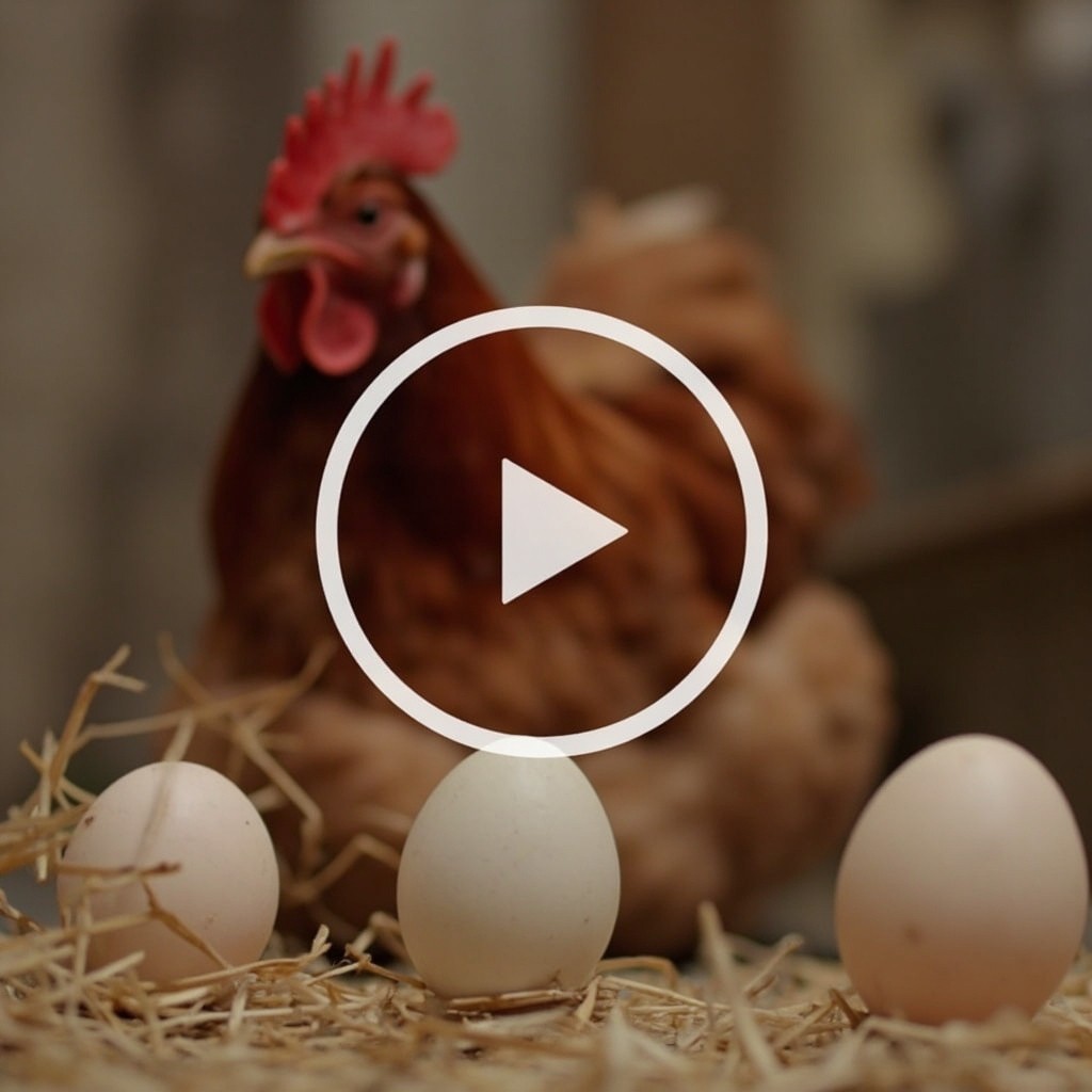 A Video of Hen Laying Eggs