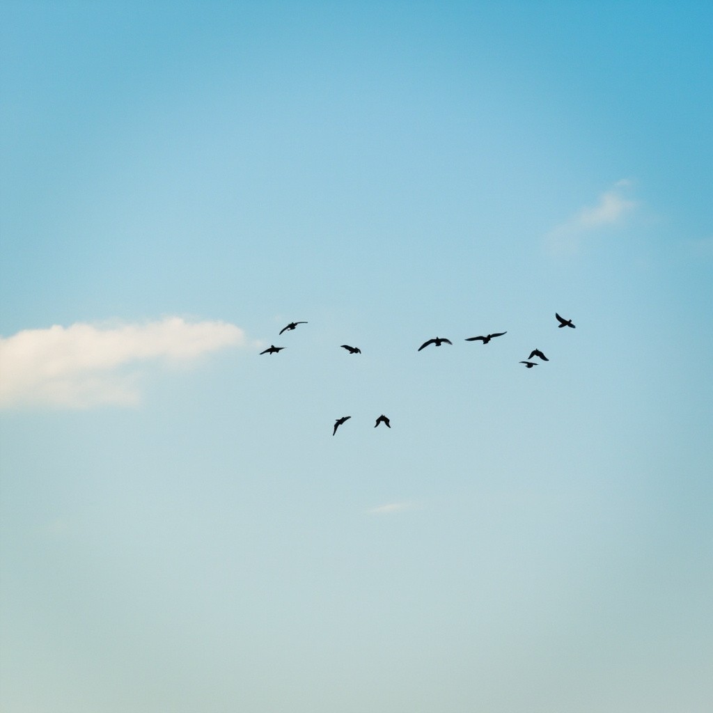 Birds Flying in the Sky