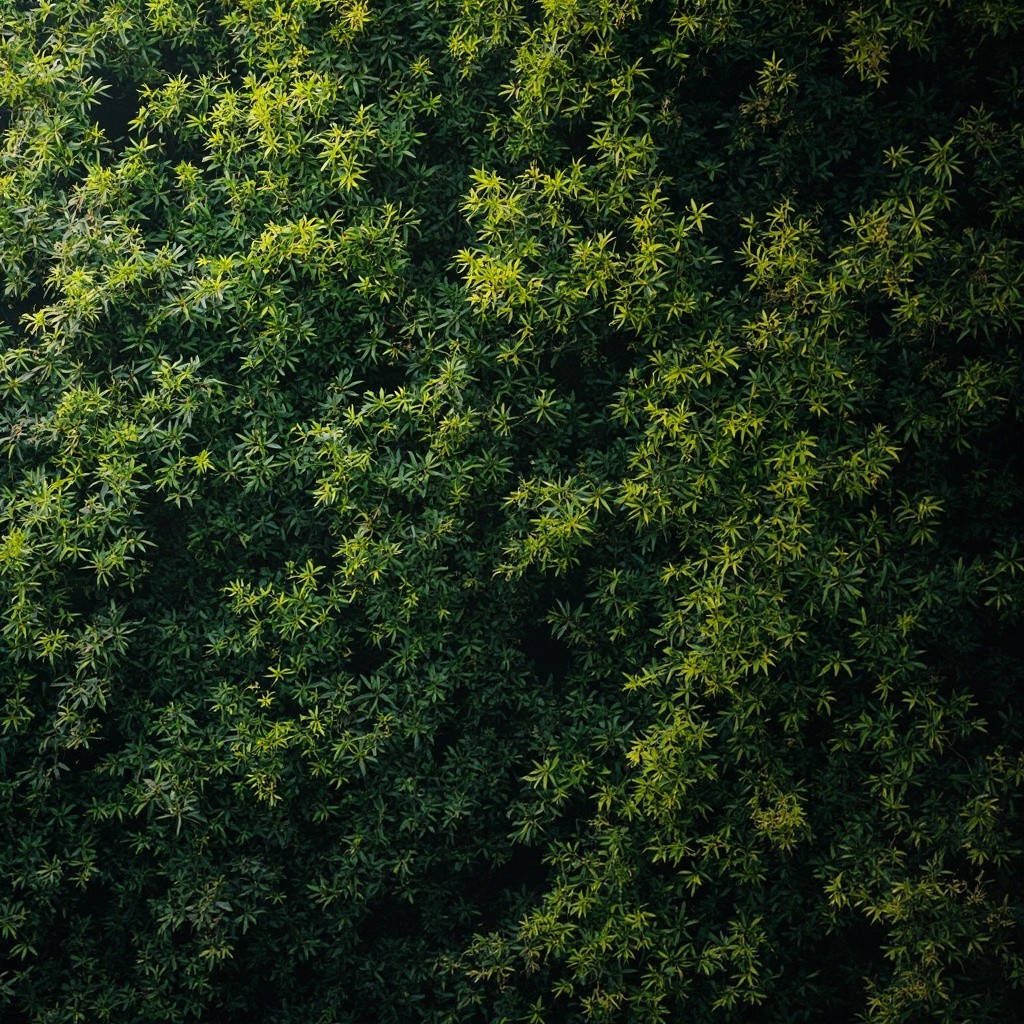 The Background Filled with Green Foliage